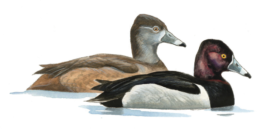 FL_Ring-necked_Duck.tif