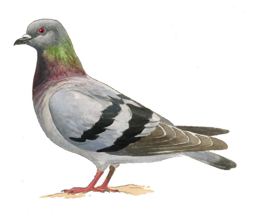 FL_Rock_Dove.tif