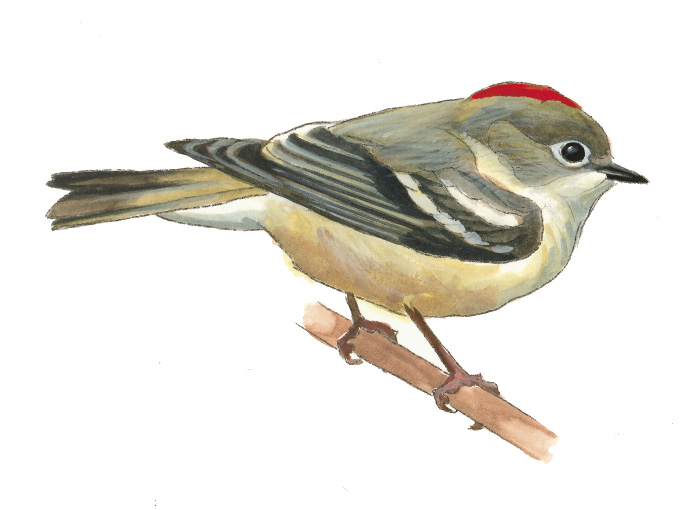 FL_Ruby-crowned_Kinglet.tif