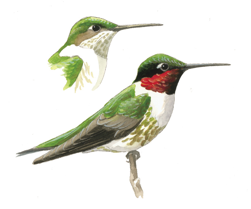 FL_RubythroatedHummingbird.tif