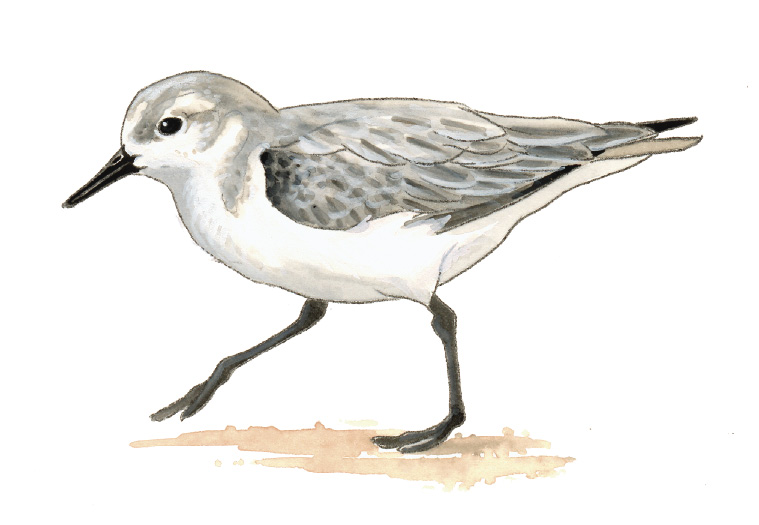 FL_Sanderling.tif