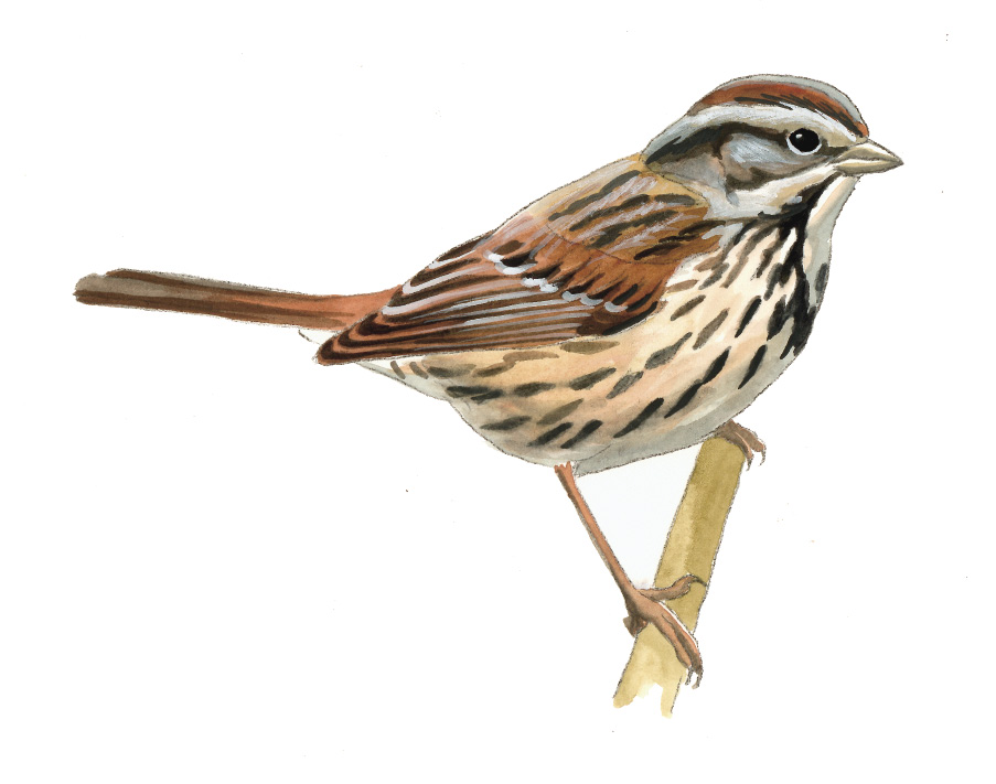 FL_Song_Sparrow.tif