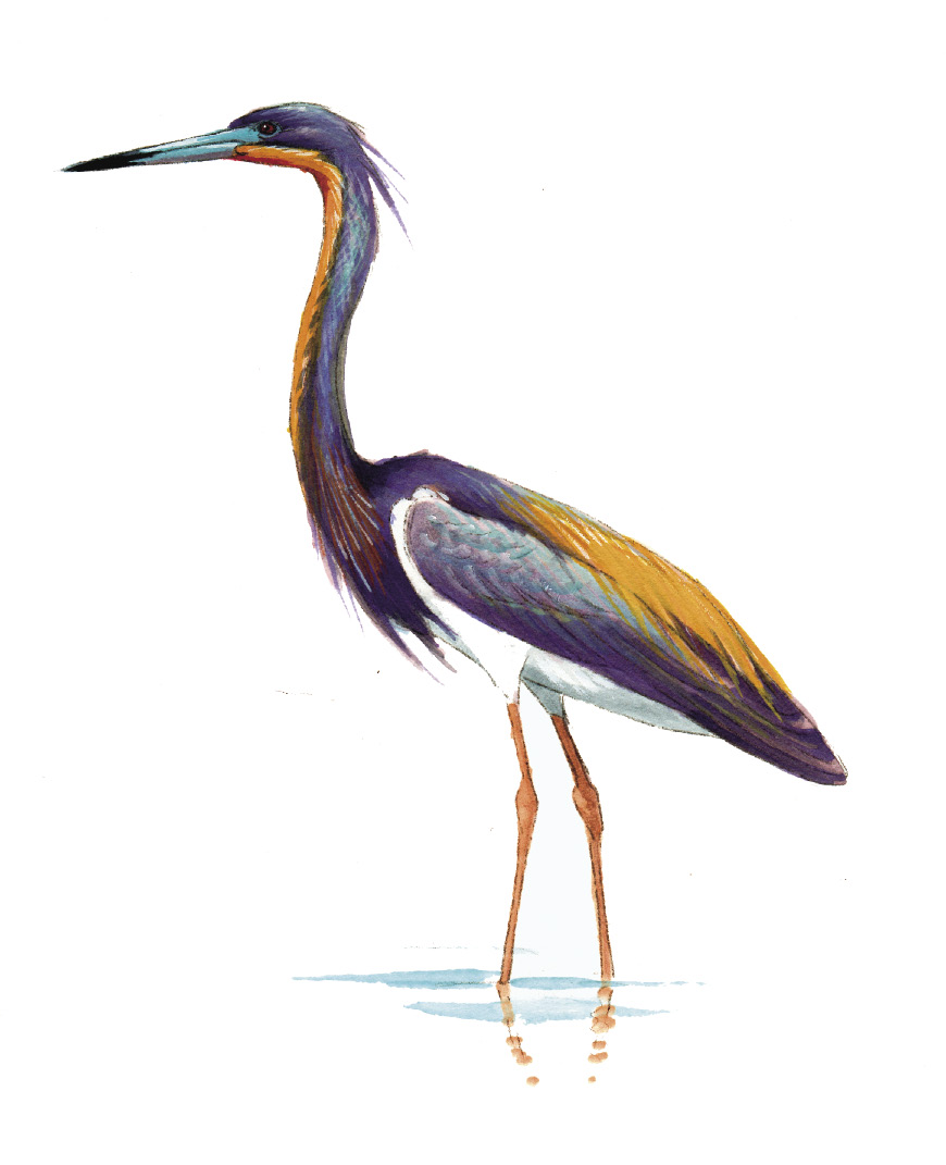 FL_Tri-colored_Heron.tif