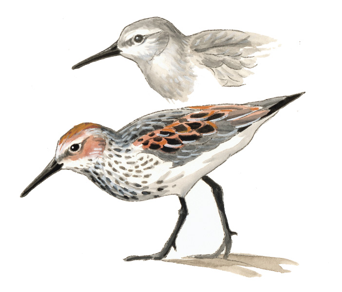 FL_Western_Sandpiper.tif