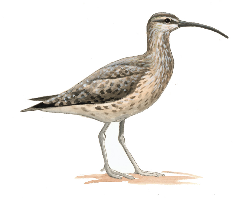 FL_Whimbrel.tif