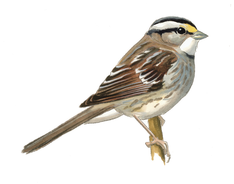 FL_White-throated_Sparrow.tif