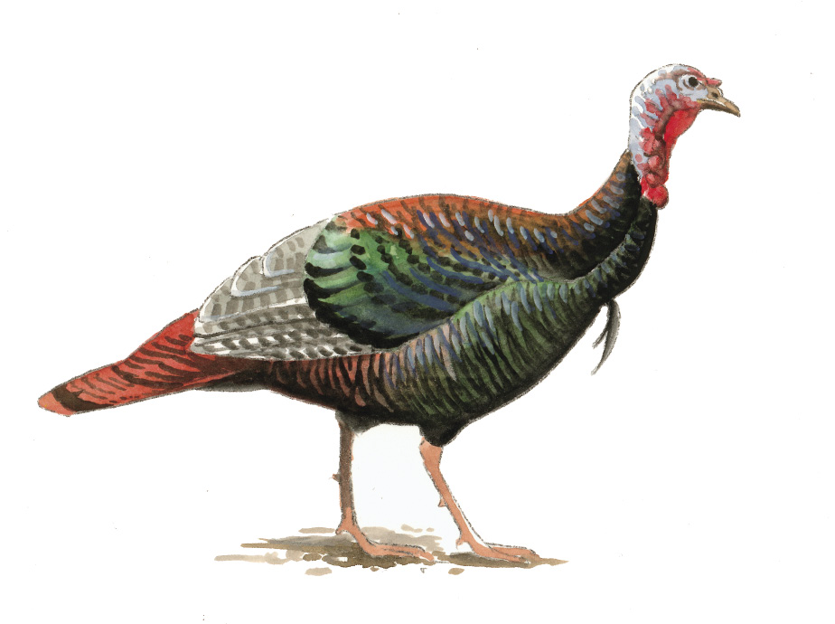 FL_Wild_Turkey.tif