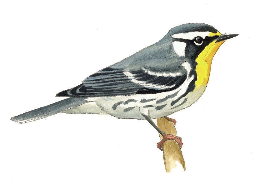 FL_Yellow-throated_Warbler.tif