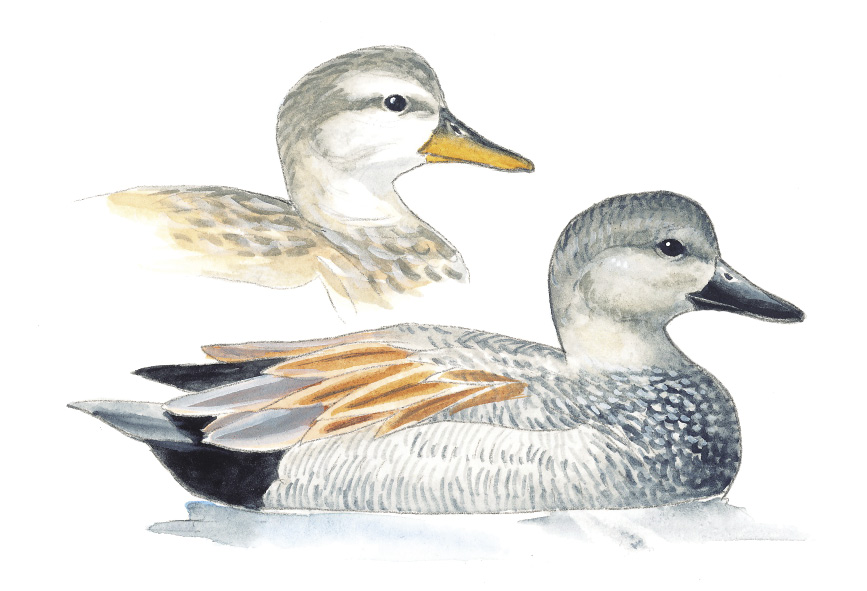 Gadwall.tif