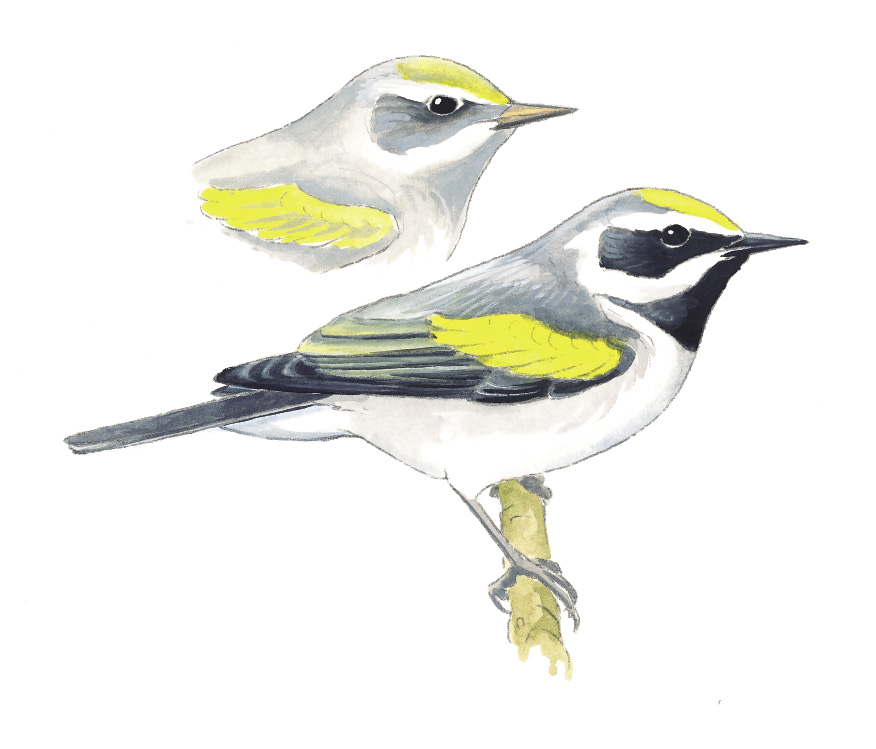 Golden-wingedWarbler_NC.tif