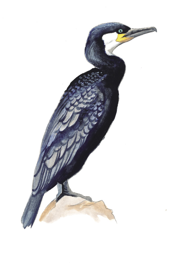 GreatCormorant.tif