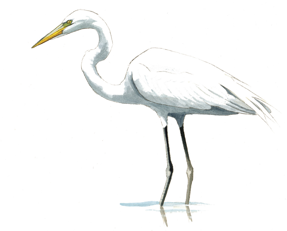 Great_Egret_Rev.tif