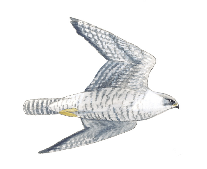 Gryfalcon_AK.tif