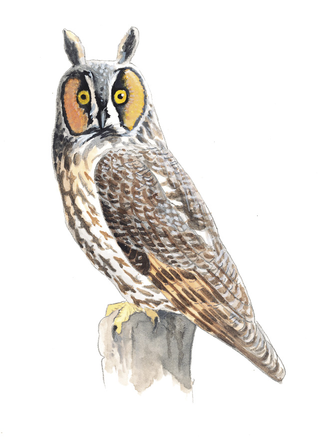 Long-earedOwl_WA.tif