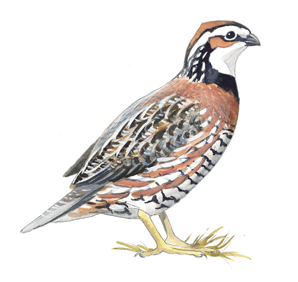 NorthernBobwhite-eastern.tif