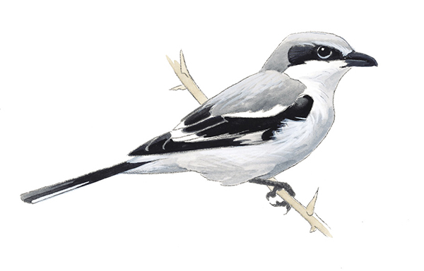 NorthernShrike_AK.tif