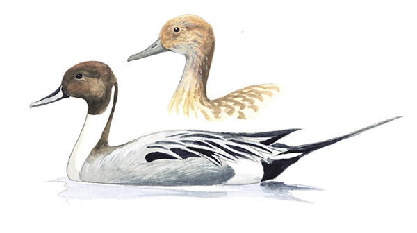 Northern_Pintail.tif