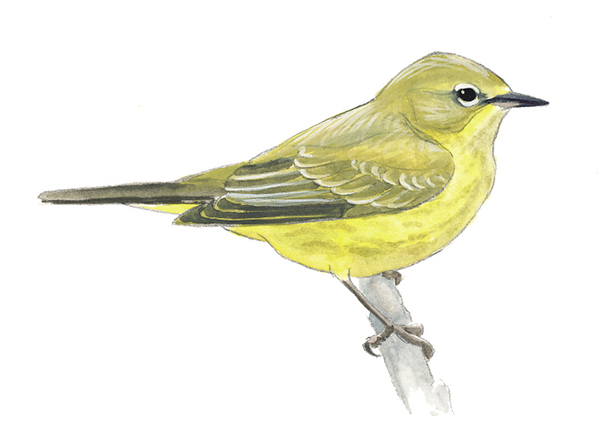 Orange-crowned_Warbler.tif