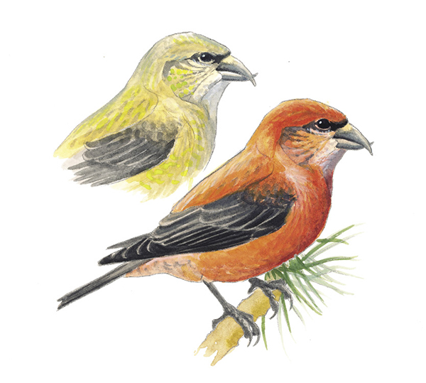 RedCrossbill.tif