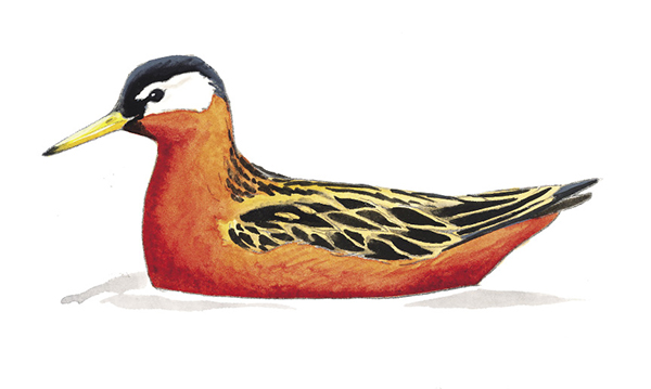 RedPhalarope_AK.tif