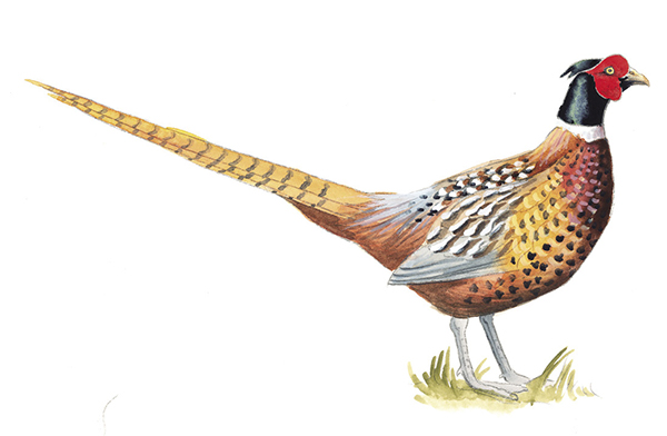 Ring-necked_Pheasant.tif