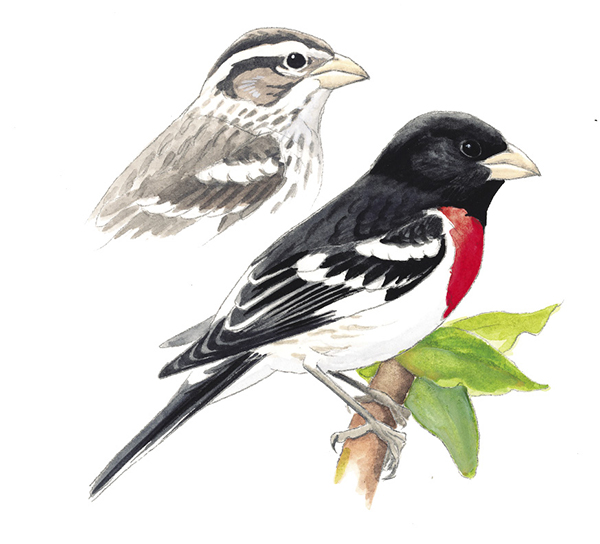 Rose-breastedGrosbeak_WV.tif