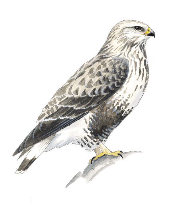 Rough-leggedHawk_AK.tif