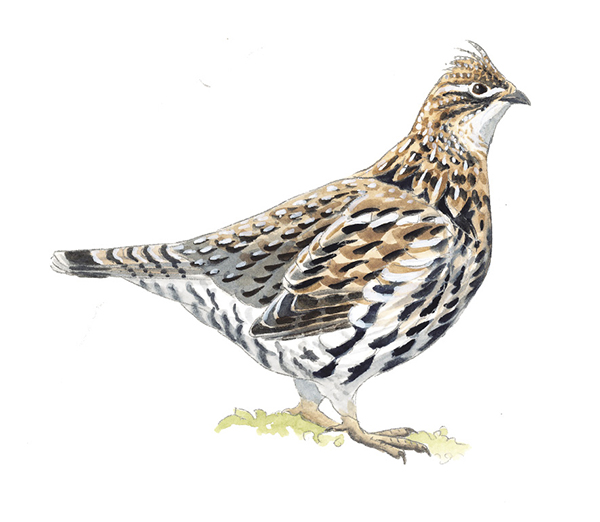 RuffedGrouse_WA.tif