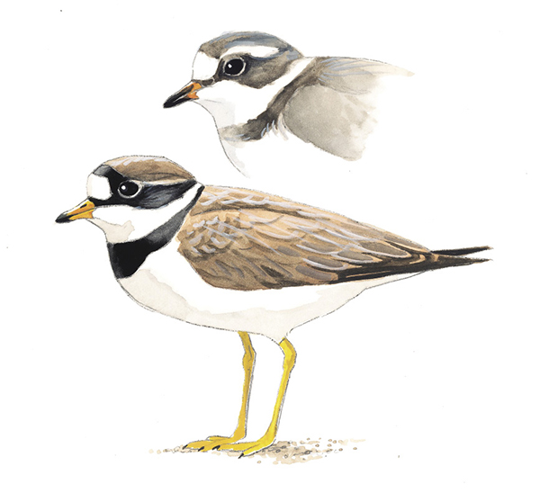 Semipalmated_Plover_Rev.tif