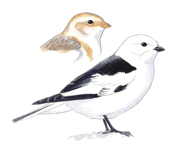 SnowBunting_AK.tif