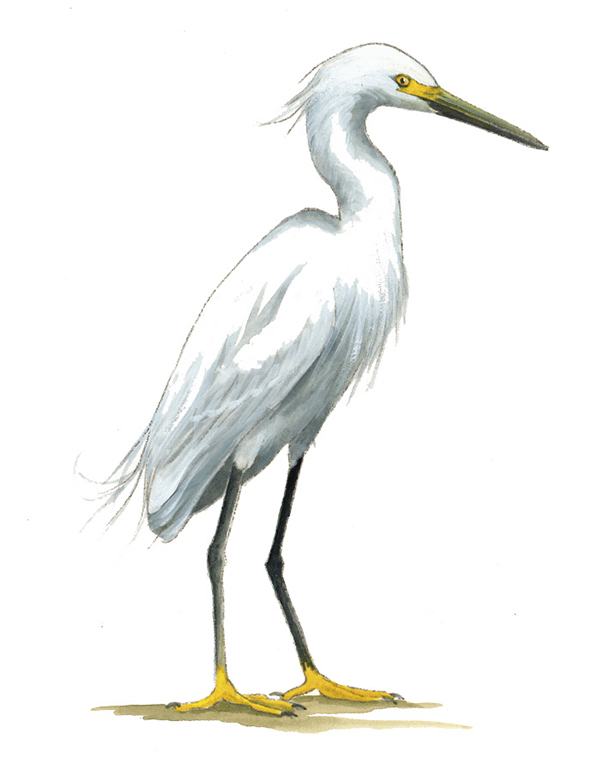 Snowy_Egret_Rev.tif