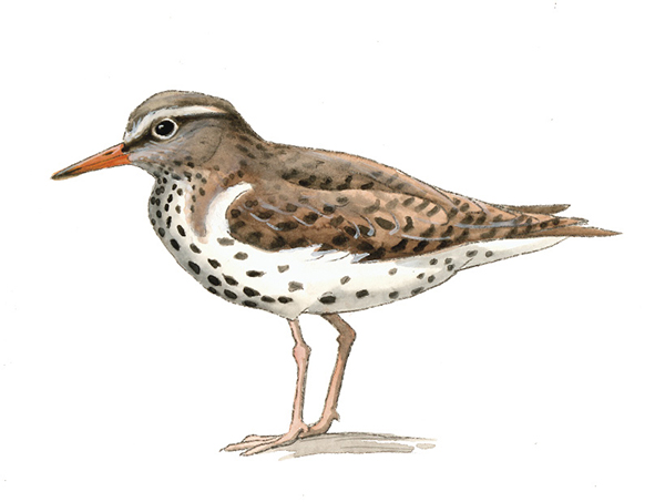 Spotted_Sandpiper_Rev.tif