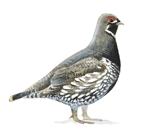 Spruce_Grouse-east.tif