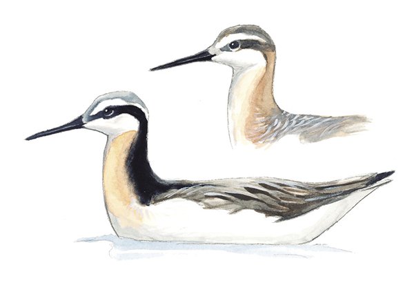 Wilsons_Phalarope.tif