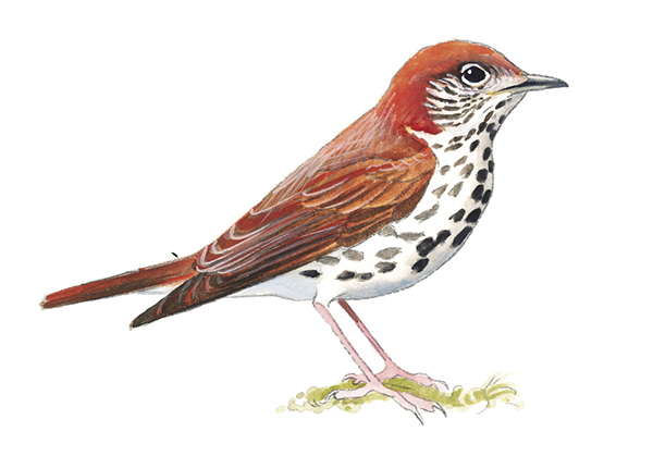 WoodThrush_NC.tif