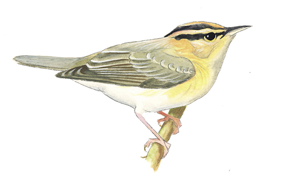 Worm-eatingWarbler.tif