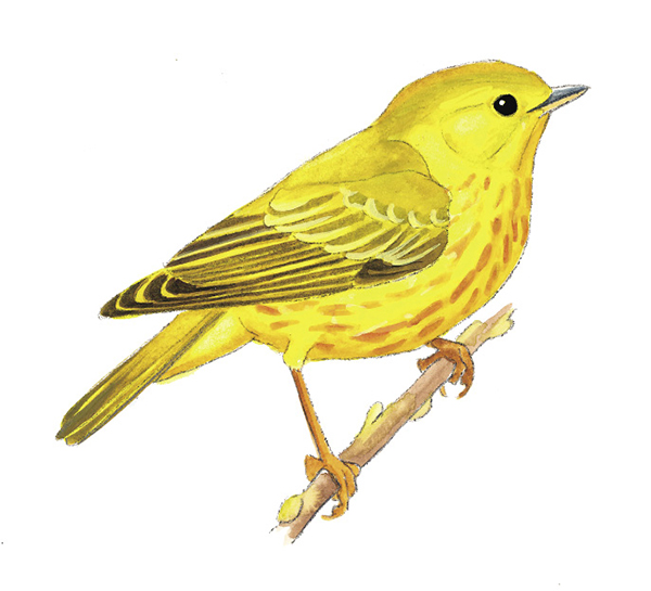 Yellow_Warbler_WV_Rev.tif