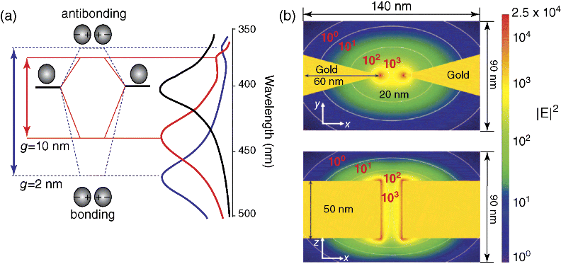 Figure depicting the schematic diagram of plasma coupling between adjacent nanoparticles. (a) Both the energy level and the SPR peak change with the nanoparticle gap. (b) The finite difference time domain method is used to simulate the enhancement effect of nanoparticle gap.