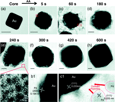 Figure depicting (a–h) TEM-EDS analysis and schematic diagram of Au@Pd core–shell with different shapes.