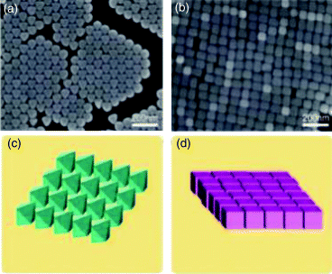 Figure depicting SEM image and schematic diagram of gold octahedron and cube nanoparticles self-assembled structure. (a) Gold octahedron nanoparticles, (b) gold cube nanoparticles, (c) self-assembly diagram of gold octahedron, and (d) self-assembled diagram of gold cube.