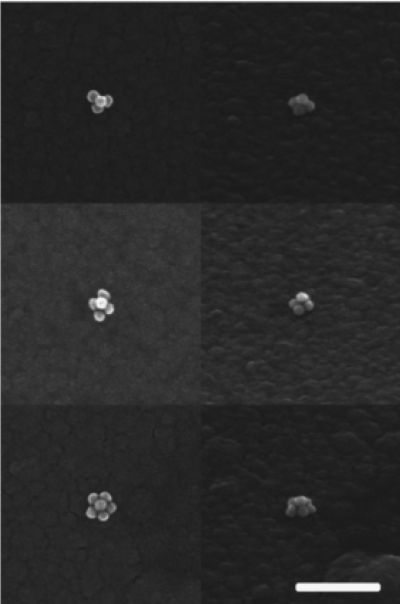 Figure depicting SEM images of assembled nanostructures. Tetramer (top), pentamer (middle), and hexamer (bottom). Each structure can be viewed from the top (left) from the 52° angle (right). Scale bar: 250 nm.