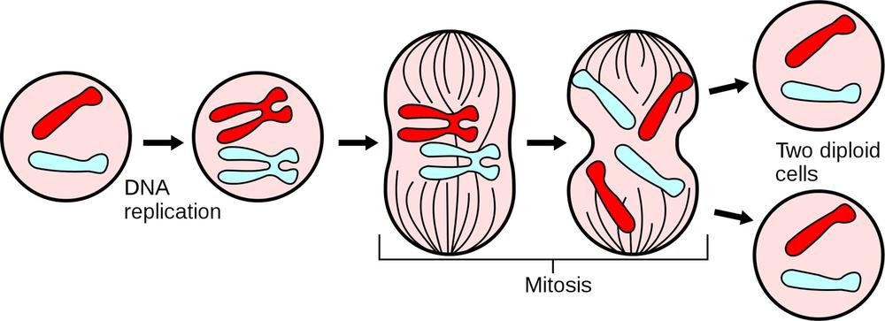 Major events in the eukaryotic cell cycle