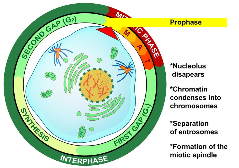 Prophase of mitosis