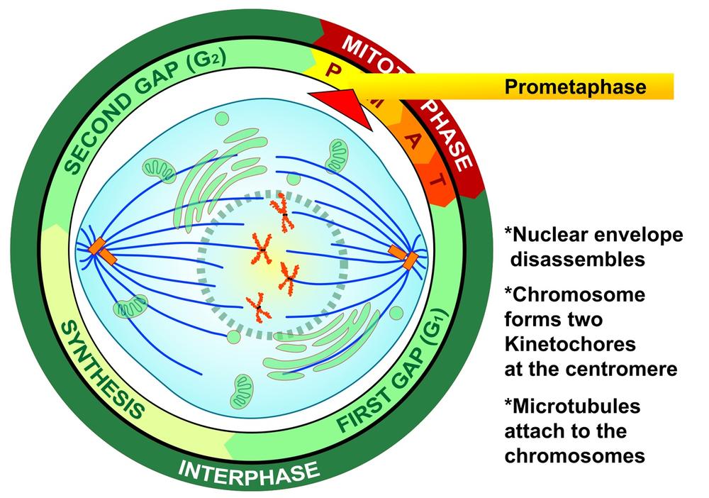 Prometaphase of mitosis