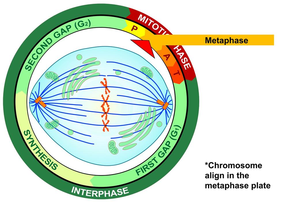 Metaphase of mitosis