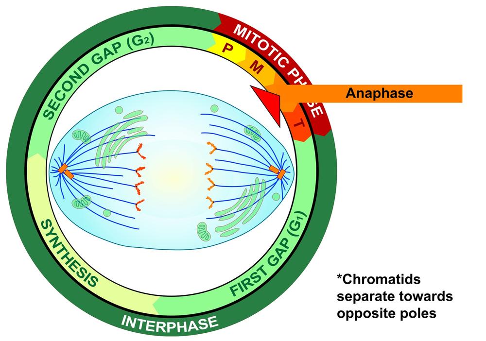 Anaphase of mitosis