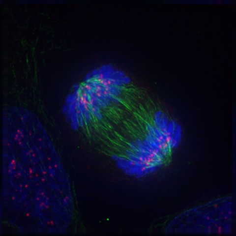 Anaphase of mitosis