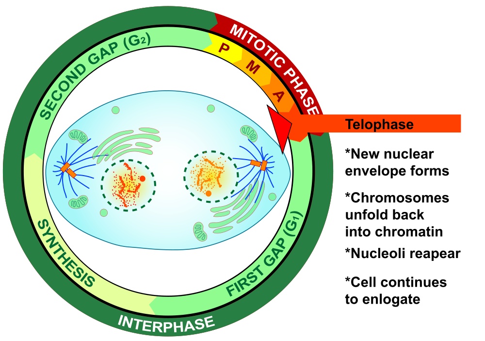 Telophase of mitosis