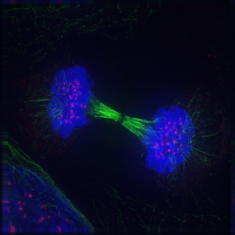 Telophase of mitosis