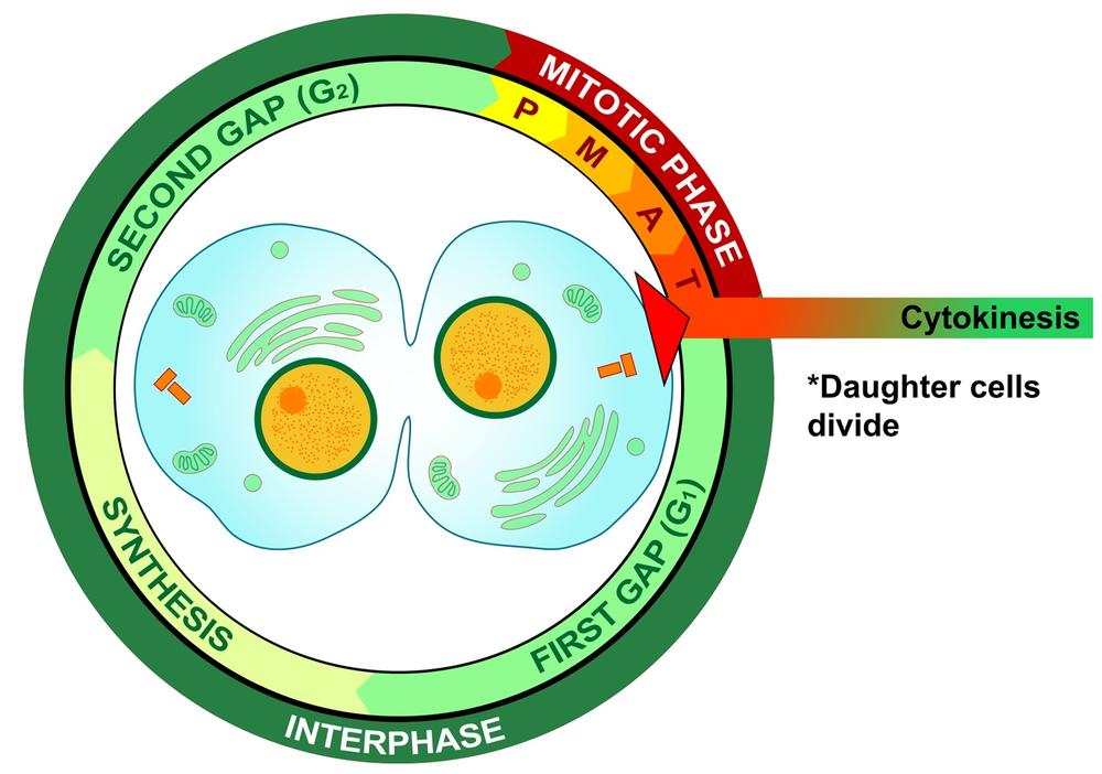 Cytokinesis